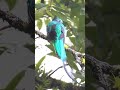 el Quetzal, el ave más bella de América central