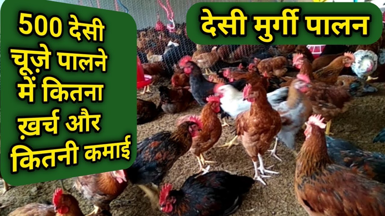 मुर्गी पालन| 500 देशी मुर्गी पालन करने में कितनी लागत कितना मुनाफा| #poultryfarming