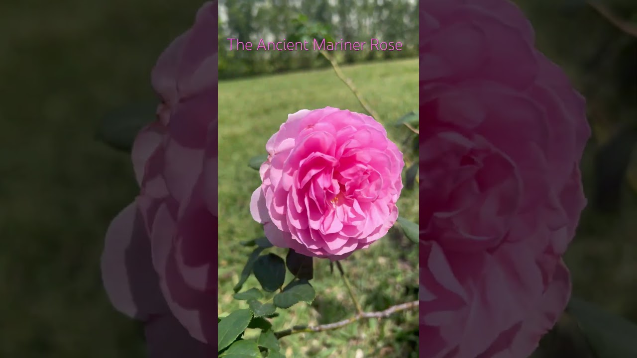 SwFL | The Ancient Mariner Rose | Yes! You can grow Roses in Florida 💞