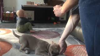 Puppy Foundation And Socialization With 12 Week Old Pit Bull Puppy