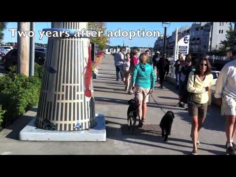 two-years-progress-in-dog-training-in-3-minutes