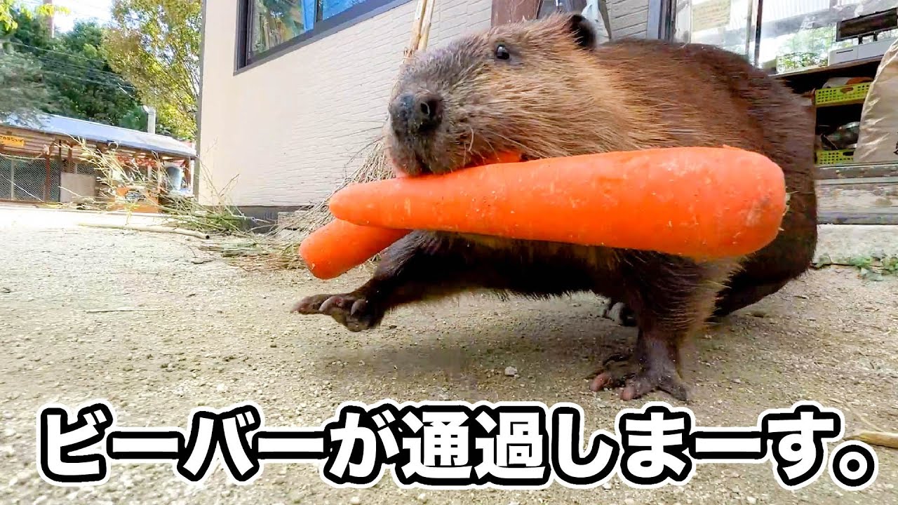 ビーバーが通過します。白い線までお下がりください。【トリアス後編】