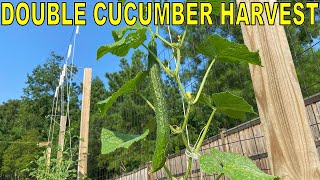 DOUBLE Your CUCUMBER HARVEST With These 2 Amazing Cucumber Varieties!