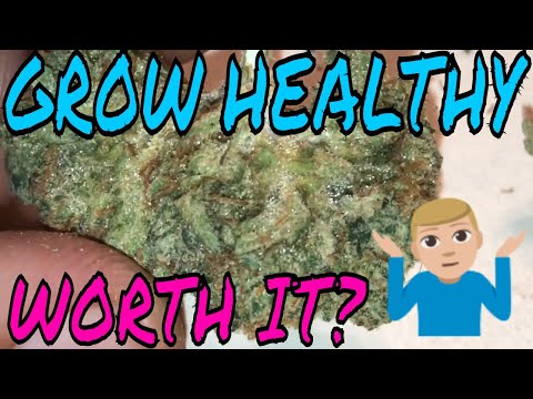 MY FIRST GROW HEALTHY EXPERIENCE | SILICON VALLEY OG @28% INDICA STRAIN REVIEW