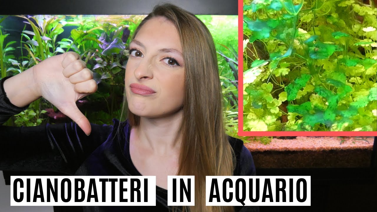 CIANOBATTERI in acquario! 😱 Come debellarli? - YouTube