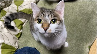 ひーお嬢様単独撮影会のジャマをする猫のこーちゃん。自覚はない。