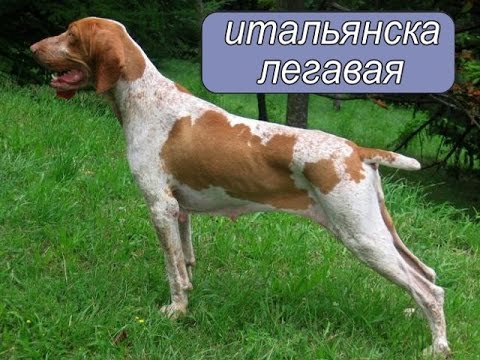 Итальянская легавая (итальянский бракк)