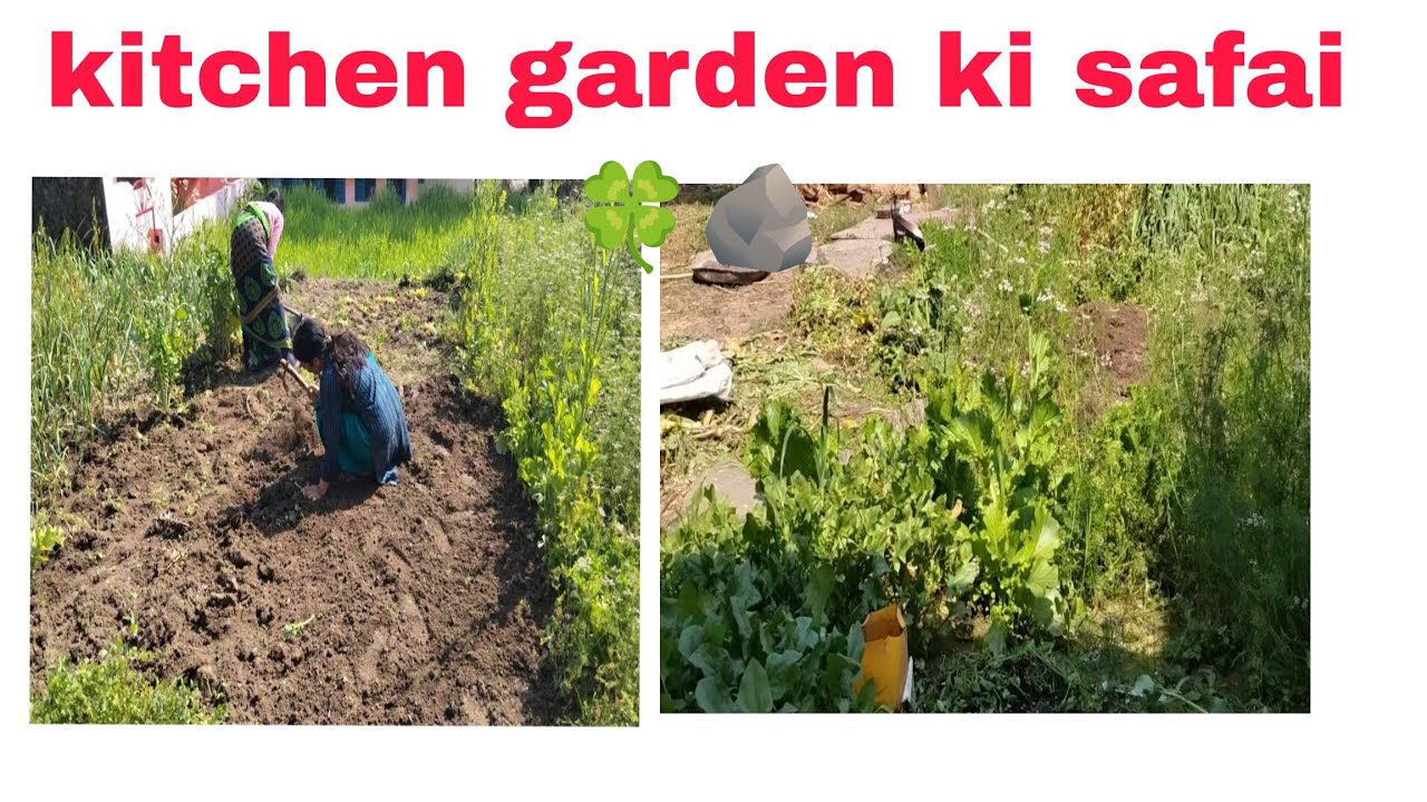 Aaj Ki kitchen garden ki Safai🦋☘️ aur Lagaye Aalu🪨