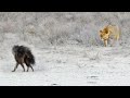 Hyena Walks Right Into 3 Male Lions