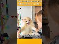 Funniest AnimalsMoments#funnyanimals #animalcomedy #dog#funny#funnyanimals#funnypets#animals