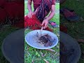 Cast Net Fishing | Village Fishermen Casting Fish With A Cast Net By Beautiful Nature