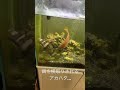 餌を横取りされるアカハタ