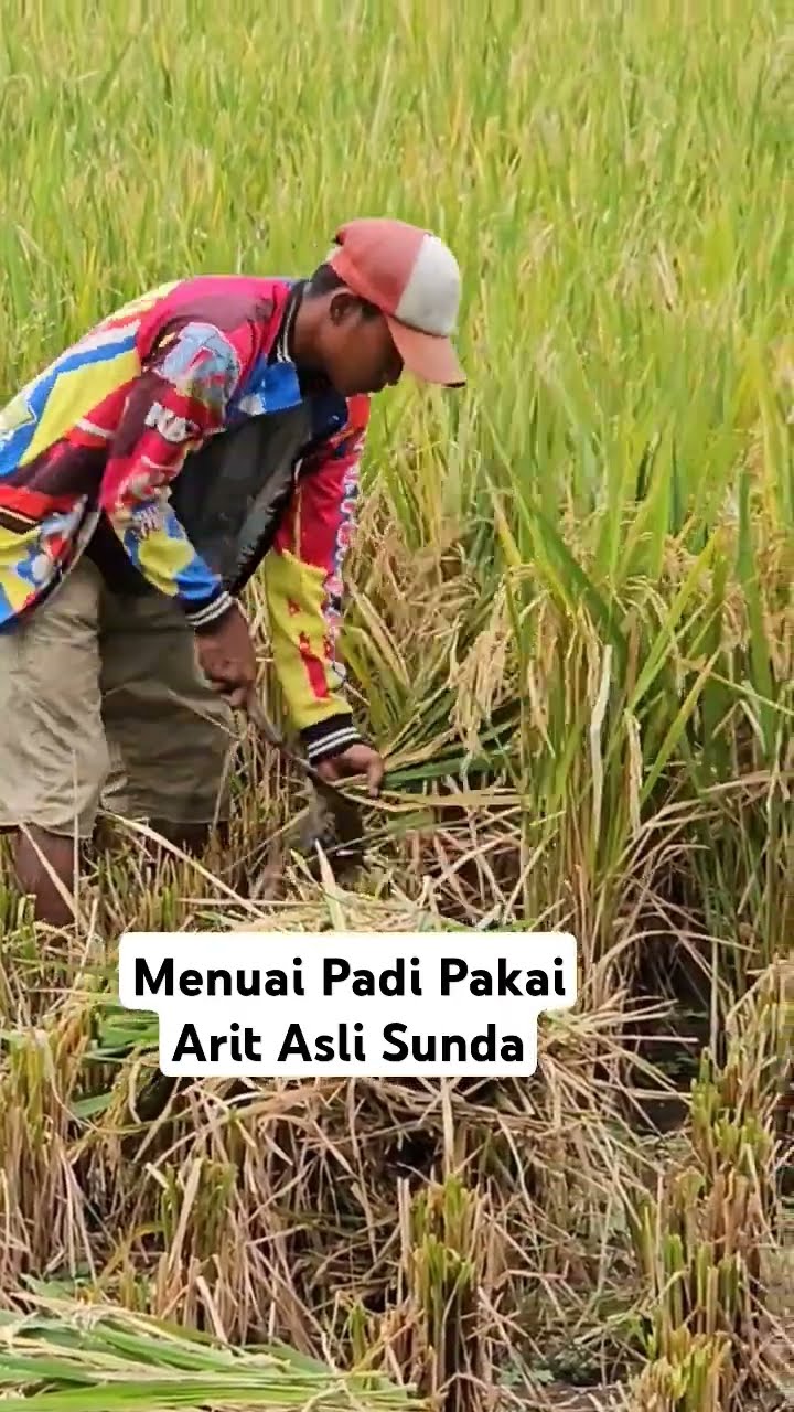 Garut Panen Padi Hari Ini