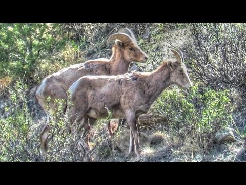 Have you herd? Moose, bighorn sheep pass on migration tips