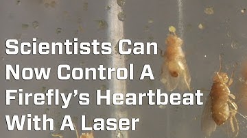 Scientists Can Now Control A Firefly’s Heartbeat With A Laser