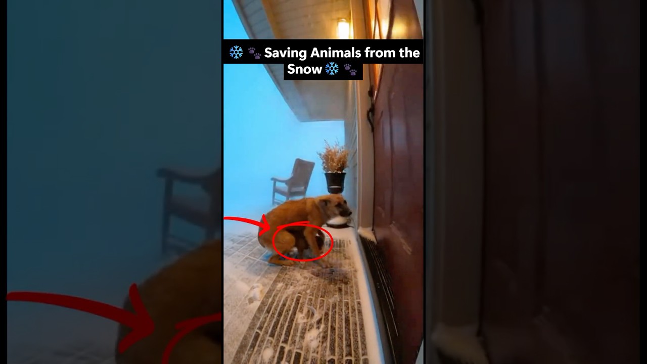 Saving Animals From the Snow After Christmas ❄️🐾