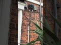Thailand electrics in the uk ?????