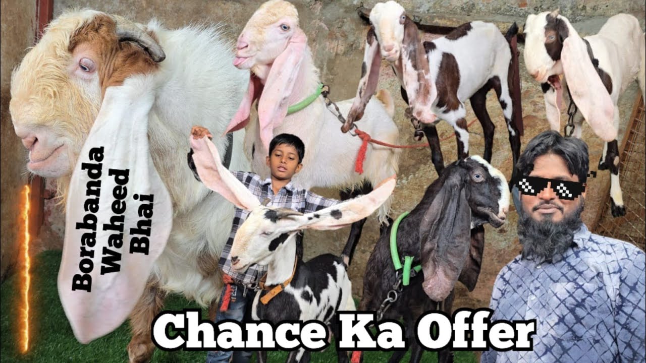 Vaheed Bhai Offer Mai Quality Wale Hyderabadi Bakriya Bakra at Borabanda Waheed ...