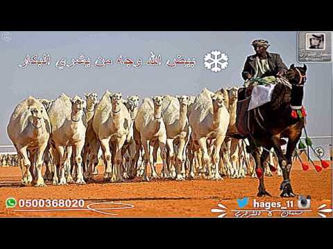 شيله بيض الله وجه من يشري البكار