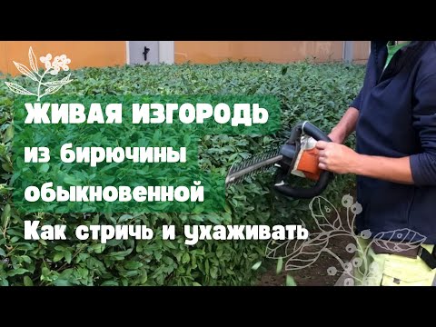 Видео: Обрезка живой изгороди - Как правильно обрезать живую изгородь