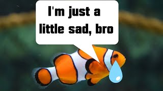Can a Fish be Depressed?