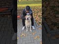 Тройка 🌞🦮 #собака #dogs #labrador #семья #животные #лабрадор #doglife #собаки