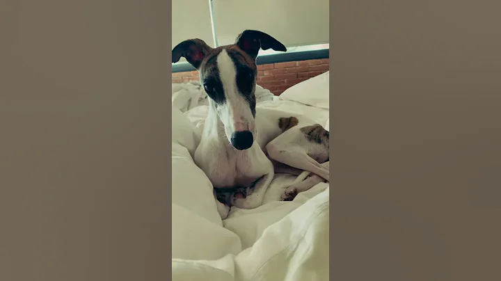 The difference between my Whippet and my Greyhound