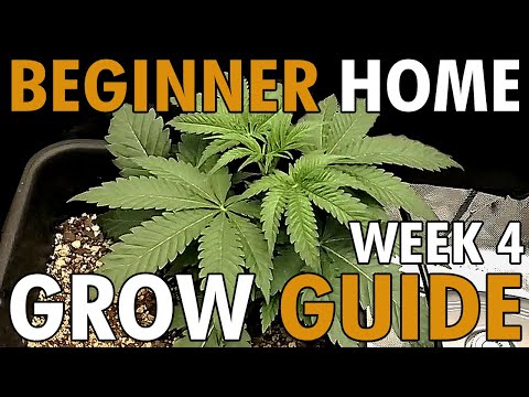 How To Top Cannabis Plants + Week 4 of Veg - BEGINNER HOME GROW GUIDE EP5 WK4 |  ViparSpectra KS3000
