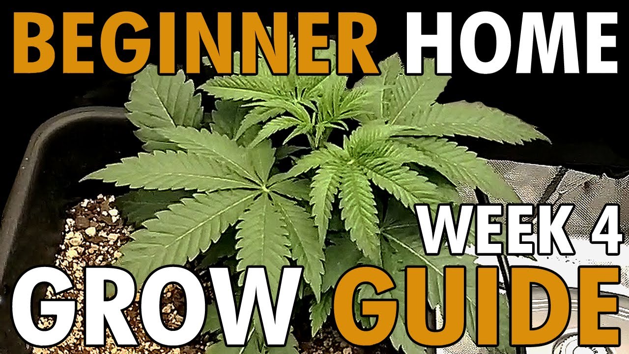 How To Top Cannabis Plants + Week 4 of Veg BEGINNER HOME GROW GUIDE