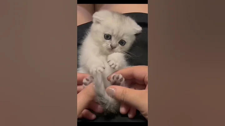 Cat:Do you love me? #cat #pawsn #cats #funnycats #cutecat #catfails