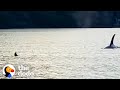 Otter Jumps On Guy’s Boat To Escape Orca | The Dodo