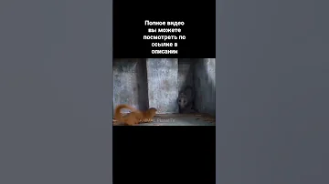 Мангусты нашли Огромную Королевскую кобру в сарае #мангустпротивзмеи #змеяпротивмангуста #мангуст