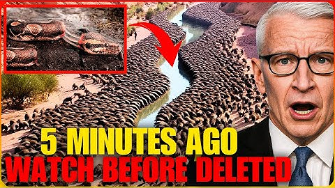 Florida bracht honderden PYTHON KILLERS naar de staat, maar NIEMAND had verwacht dat dit zou gebe...