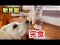 厳選した新食器(犬用猫用)ガッツリ食べてくれました