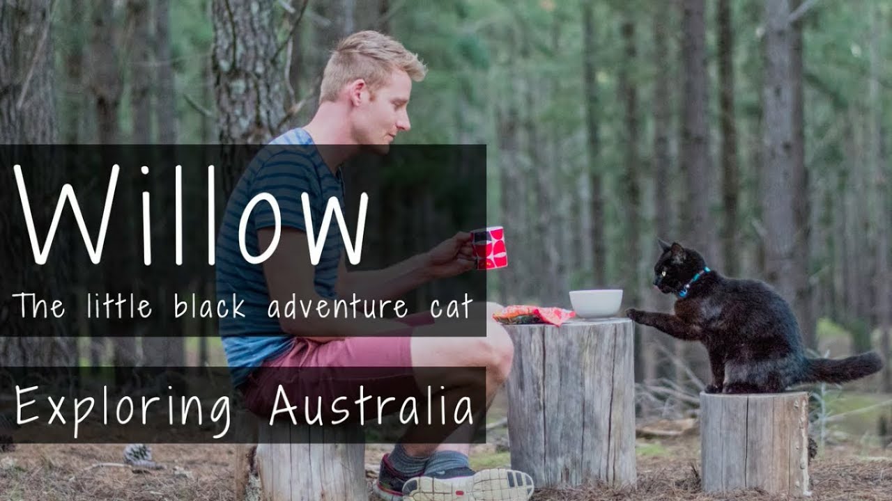 cat travel to australia