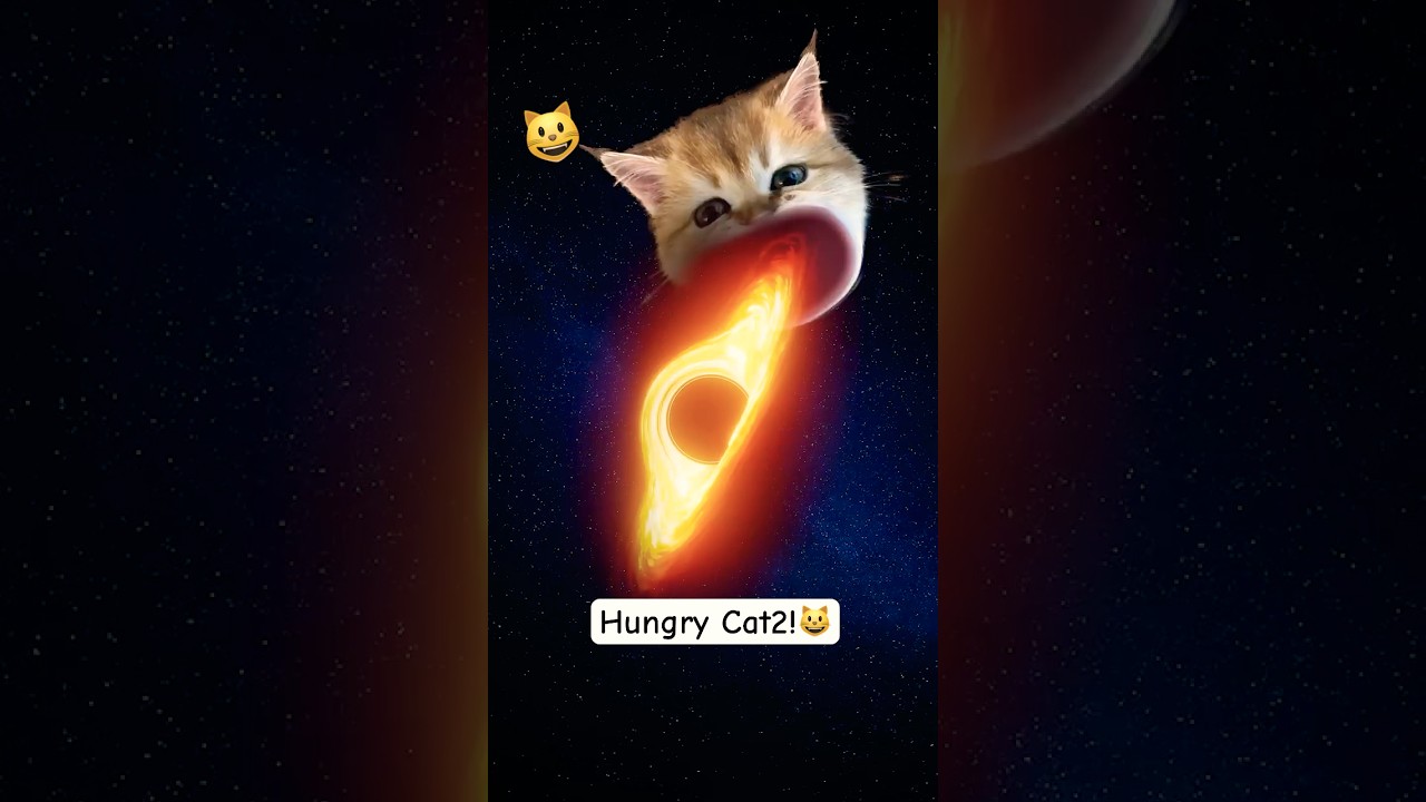 Hungry Cat 2😺#shorts #cat #cats