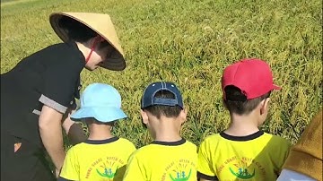 HOẠT ĐỘNG TRẢI NGHIỆM: THAM QUAN CÁNH ĐỒNG LÚA. THÁNG 10 NĂM 2023