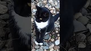 Кошка- помощница#Природа#смешные животные#кошки #коты#юмор#смехота#лирика#милота#красота