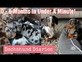 Mini Dapple Dachshund Puppies Growing Up From Birth To 6 Months | Sausage Dogs Growing Up