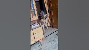 Aise Cute Cute bankar na Baitha karo😜 #funny #comedy #labrador #shortsfeed #dog #pets #cute #dog