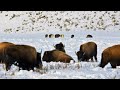 24 yellowstone wolves hunting bison  wildlife in 4k  inspire wild media