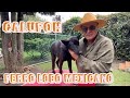 El perro lobo Mexicano Calupoh