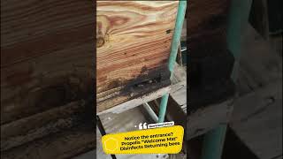 Ants, Guard Bees And Welcome Mat At Hive Entrance