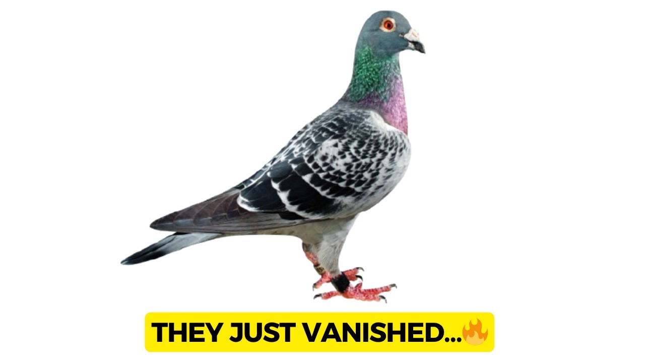 👉 Racing Pigeon UK: Квантовый компас, который теряет природа