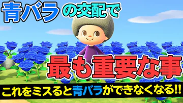 とび森 青いバラ 作り方