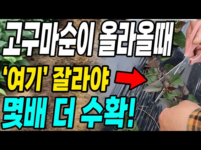 심은 고구마순이 올라올때 여기를 잘라주면 몇배 더 수확! 주렁주렁 대박! class=