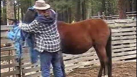 Introducing a Horse, Mule, or Donkey to Scary Objects Part 3