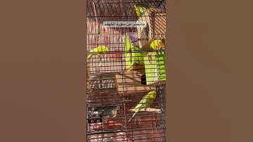 #سورة_الكهف #قرآن #العراق #طيور #البادجي #تربية_الطيور #quran #birds #budgies #love #food #america