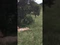 Hakuna Matata Funny Tiktok Trending Youtubeshorts Youtube Shorts Short Viral Hakuna Matata Funny Tiktok Trending Youtubeshorts Youtube Shorts Short Viral
