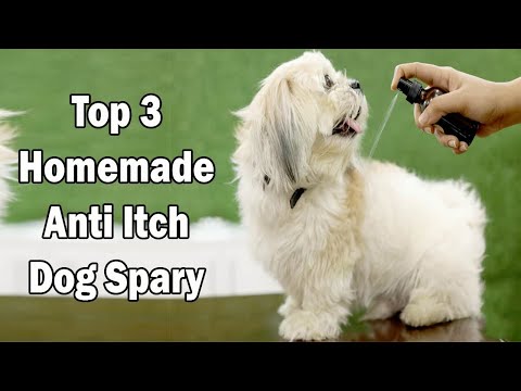 top-3-homemade-anti-itch-dog-spray-recipes-||-how-to-make-diy-homemade-anti-itch-spray-for-dogs